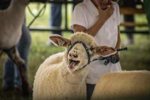 Somerset County 4-H Fair 2026 - Captured at Somerset County Ted Blum 4-H Center, Bridgewater NJ United States.