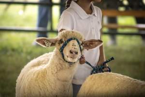 Somerset County 4-H Fair 2026 - Captured at Somerset County Ted Blum 4-H Center, Bridgewater NJ United States.