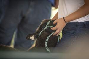 Somerset County 4-H Fair 2026 - Captured at Somerset County Ted Blum 4-H Center, Bridgewater NJ United States.