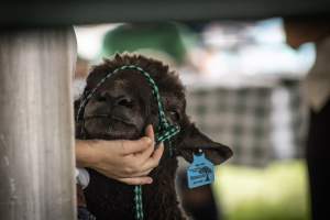 Somerset County 4-H Fair 2026 - Captured at Somerset County Ted Blum 4-H Center, Bridgewater NJ United States.