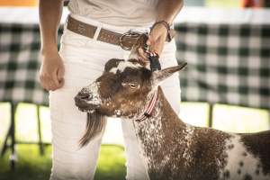 Somerset County 4-H Fair 2026 - Captured at Somerset County Ted Blum 4-H Center, Bridgewater NJ United States.