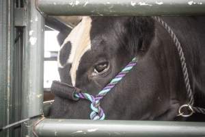 Somerset County 4-H Fair 2026 - Captured at Somerset County Ted Blum 4-H Center, Bridgewater NJ United States.