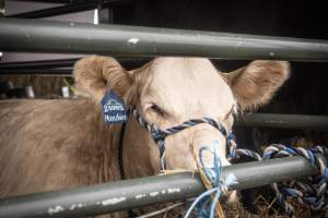 Somerset County 4-H Fair 2026 - Captured at Somerset County Ted Blum 4-H Center, Bridgewater NJ United States.