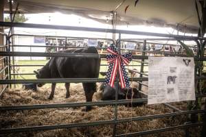 Somerset County 4-H Fair 2026 - Captured at Somerset County Ted Blum 4-H Center, Bridgewater NJ United States.
