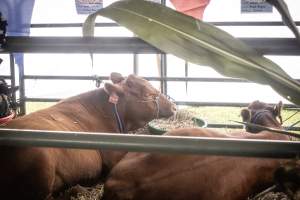 Somerset County 4-H Fair 2026 - Captured at Somerset County Ted Blum 4-H Center, Bridgewater NJ United States.