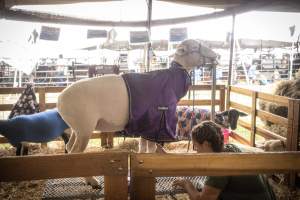 Somerset County 4-H Fair 2026 - Captured at Somerset County Ted Blum 4-H Center, Bridgewater NJ United States.