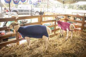 Somerset County 4-H Fair 2026 - Captured at Somerset County Ted Blum 4-H Center, Bridgewater NJ United States.