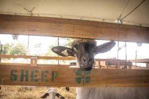 Somerset County 4-H Fair 2026 - Captured at Somerset County Ted Blum 4-H Center, Bridgewater NJ United States.