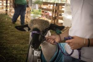 Somerset County 4-H Fair 2026 - Captured at Somerset County Ted Blum 4-H Center, Bridgewater NJ United States.