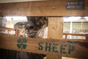 Somerset County 4-H Fair 2026 - Captured at Somerset County Ted Blum 4-H Center, Bridgewater NJ United States.
