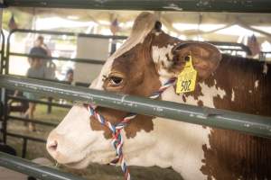 Somerset County 4-H Fair 2026 - Captured at Somerset County Ted Blum 4-H Center, Bridgewater NJ United States.