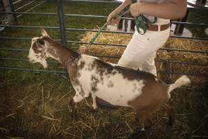 Somerset County 4-H Fair 2026 - Captured at Somerset County Ted Blum 4-H Center, Bridgewater NJ United States.
