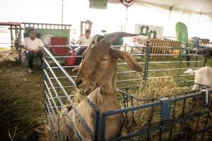 Somerset County 4-H Fair 2026 - Captured at Somerset County Ted Blum 4-H Center, Bridgewater NJ United States.