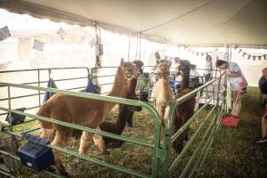 Somerset County 4-H Fair 2026 - Captured at Somerset County Ted Blum 4-H Center, Bridgewater NJ United States.