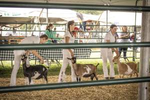 Somerset County 4-H Fair 2026 - Captured at Somerset County Ted Blum 4-H Center, Bridgewater NJ United States.