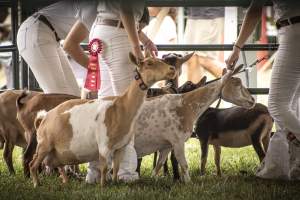 Somerset County 4-H Fair 2026 - Captured at Somerset County Ted Blum 4-H Center, Bridgewater NJ United States.