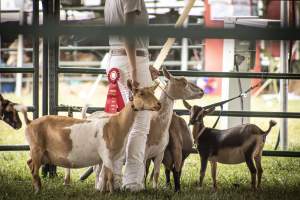 Somerset County 4-H Fair 2026 - Captured at Somerset County Ted Blum 4-H Center, Bridgewater NJ United States.