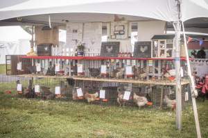 Somerset County 4-H Fair 2026 - Captured at Somerset County Ted Blum 4-H Center, Bridgewater NJ United States.