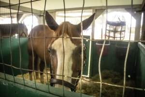Somerset County 4-H Fair 2026 - Captured at Somerset County Ted Blum 4-H Center, Bridgewater NJ United States.