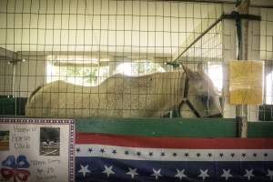 Somerset County 4-H Fair 2026 - Captured at Somerset County Ted Blum 4-H Center, Bridgewater NJ United States.