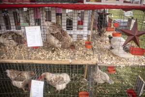Somerset County 4-H Fair 2026 - Captured at Somerset County Ted Blum 4-H Center, Bridgewater NJ United States.