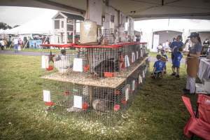 Somerset County 4-H Fair 2026 - Captured at Somerset County Ted Blum 4-H Center, Bridgewater NJ United States.