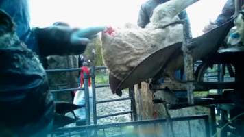 Live Lamb Cutting Screenshots - Collective Fashion Justice