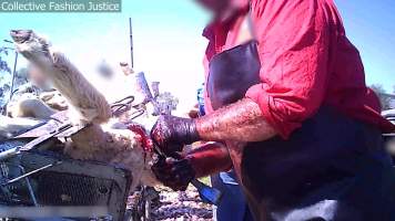 Live Lamb Cutting Screenshots - Collective Fashion Justice