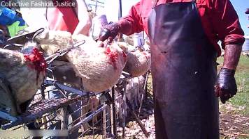 Live Lamb Cutting Screenshots - Collective Fashion Justice