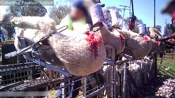 Live Lamb Cutting Screenshots - Collective Fashion Justice