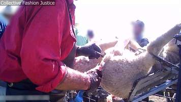 Live Lamb Cutting Screenshots - Collective Fashion Justice