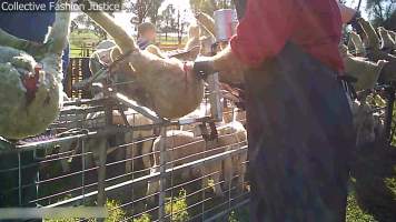 Live Lamb Cutting Screenshots - Collective Fashion Justice
