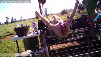 Live Lamb Cutting Screenshots - Collective Fashion Justice