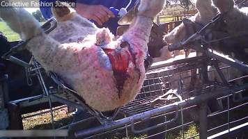 Live Lamb Cutting Screenshots - Collective Fashion Justice