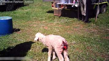 Live Lamb Cutting Screenshots - Collective Fashion Justice