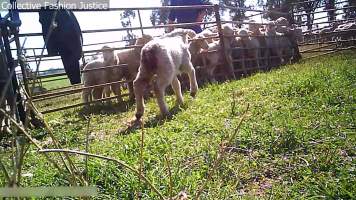 Live Lamb Cutting Screenshots - Collective Fashion Justice