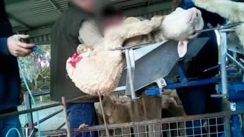Live Lamb Cutting Screenshots - Collective Fashion Justice