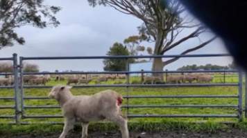 Live Lamb Cutting Screenshots - Collective Fashion Justice