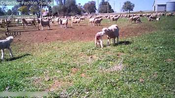 Live Lamb Cutting Screenshots - Collective Fashion Justice