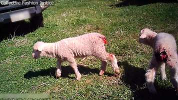 Live Lamb Cutting Screenshots - Collective Fashion Justice