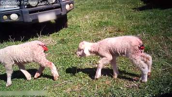 Live Lamb Cutting Screenshots - Collective Fashion Justice