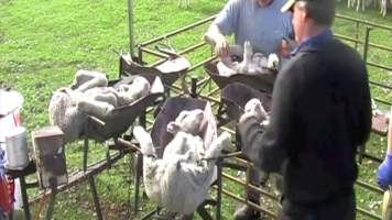 Live Lamb Cutting Screenshots - Source: https://www.youtube.com/watch?v=7t02hCXfV58