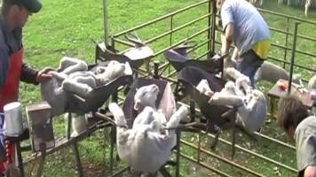 Live Lamb Cutting Screenshots - Source: https://www.youtube.com/watch?v=7t02hCXfV58
