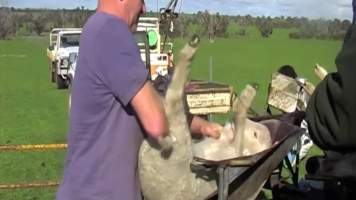 Live Lamb Cutting Screenshots - Source: https://www.youtube.com/watch?v=7t02hCXfV58
