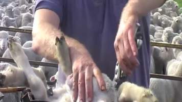 Live Lamb Cutting Screenshots - Source: https://www.youtube.com/watch?v=7t02hCXfV58