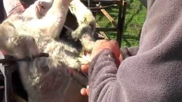 Live Lamb Cutting Screenshots - Source: https://www.youtube.com/watch?v=7t02hCXfV58