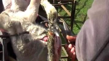 Live Lamb Cutting Screenshots - Source: https://www.youtube.com/watch?v=7t02hCXfV58