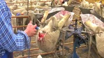 Live Lamb Cutting Screenshots - Source: https://www.youtube.com/watch?v=7t02hCXfV58