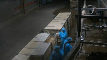Broiler chickens being shackled at Star Poultry - Captured at Star Poultry, Keysborough VIC Australia.
