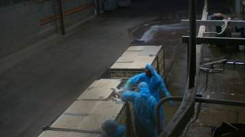 Broiler chickens being shackled at Star Poultry - Captured at Star Poultry, Keysborough VIC Australia.
